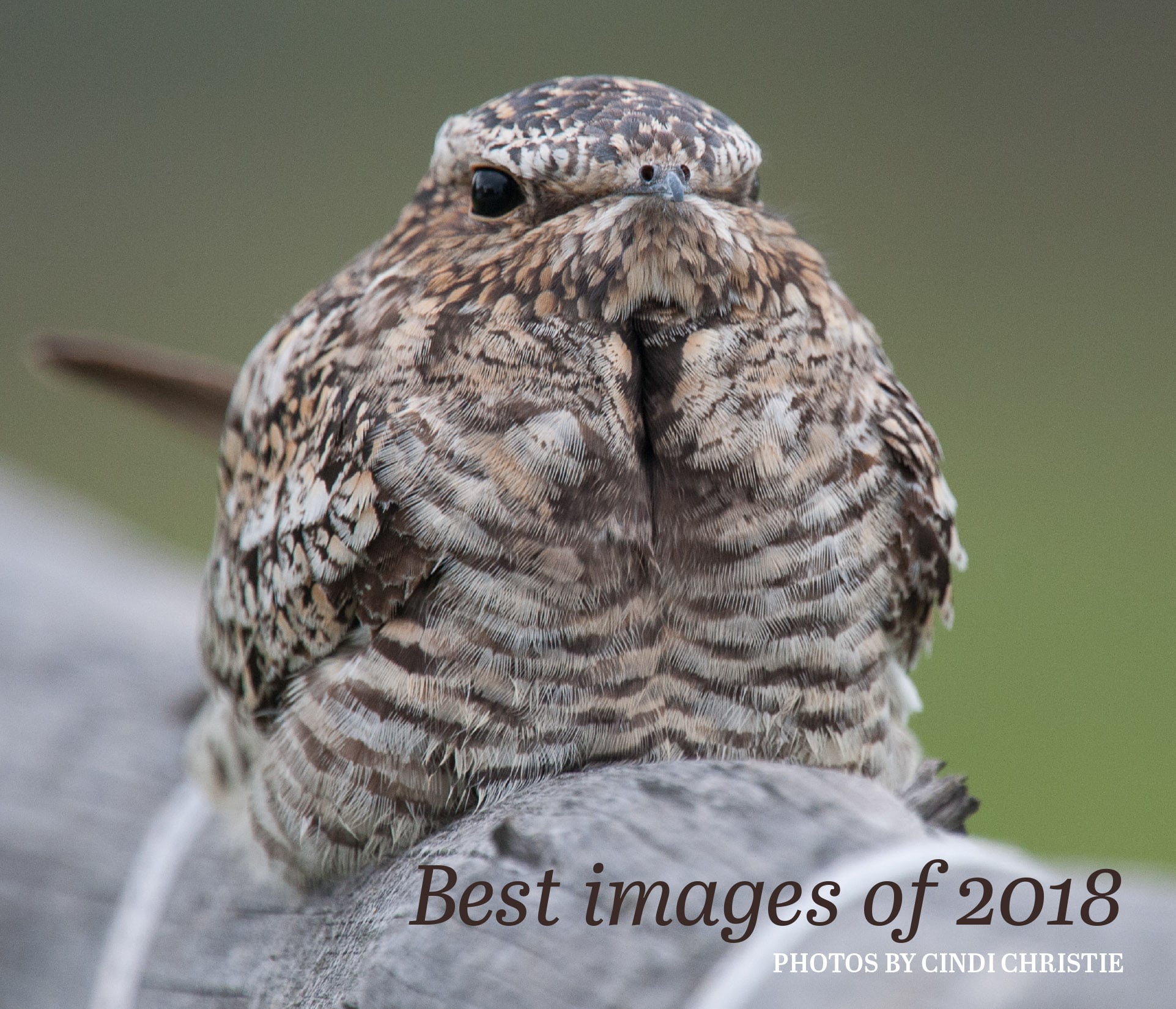 Best images of 2018 cover photo