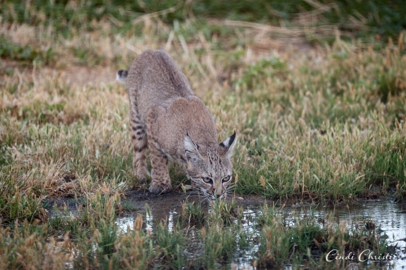 A bobcat sips water from  a puddle in the yard. (© 2018 Cindi Christie/Cyanpixel)
