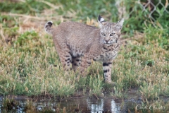 A bobcat approaches an overwatered portion of the yard, which attracts thirsty wildlife.  (© 2018 Cindi Christie/Cyanpixel)