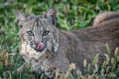 A bobcat licks its lips but there was no evidence of a creature that may have become a meal.  (© 2018 Cindi Christie/Cyanpixel)