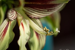 Butterfly amaryllis