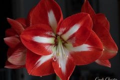 Twinkle amaryllis