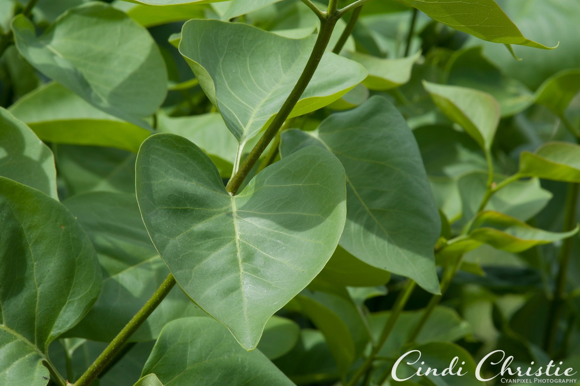 Heart-shaped leaves are plentiful on this lilac bush in Salmon, Idaho, on June 12, 2016.  (© 2016 Cindi Christie)