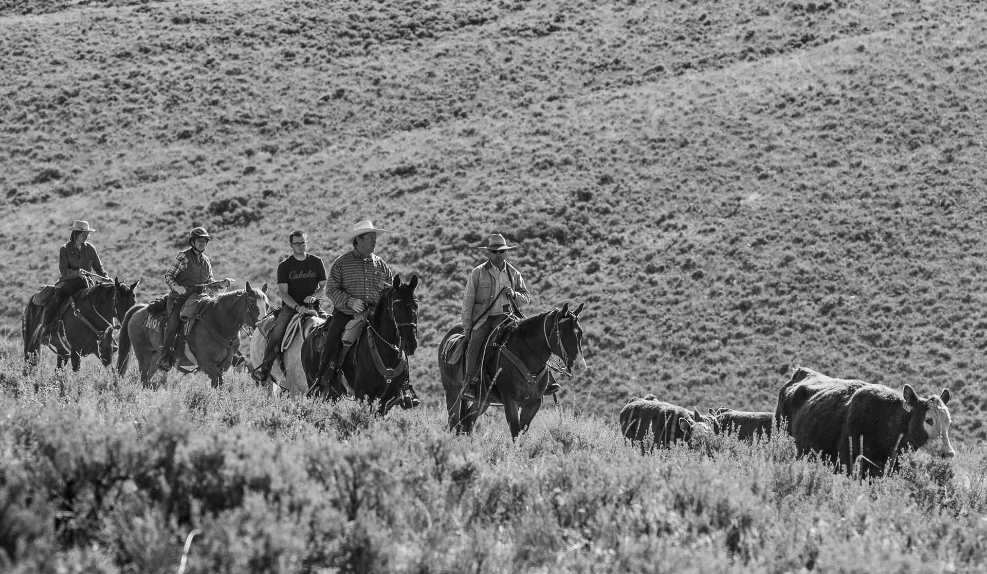 Cattle Drive