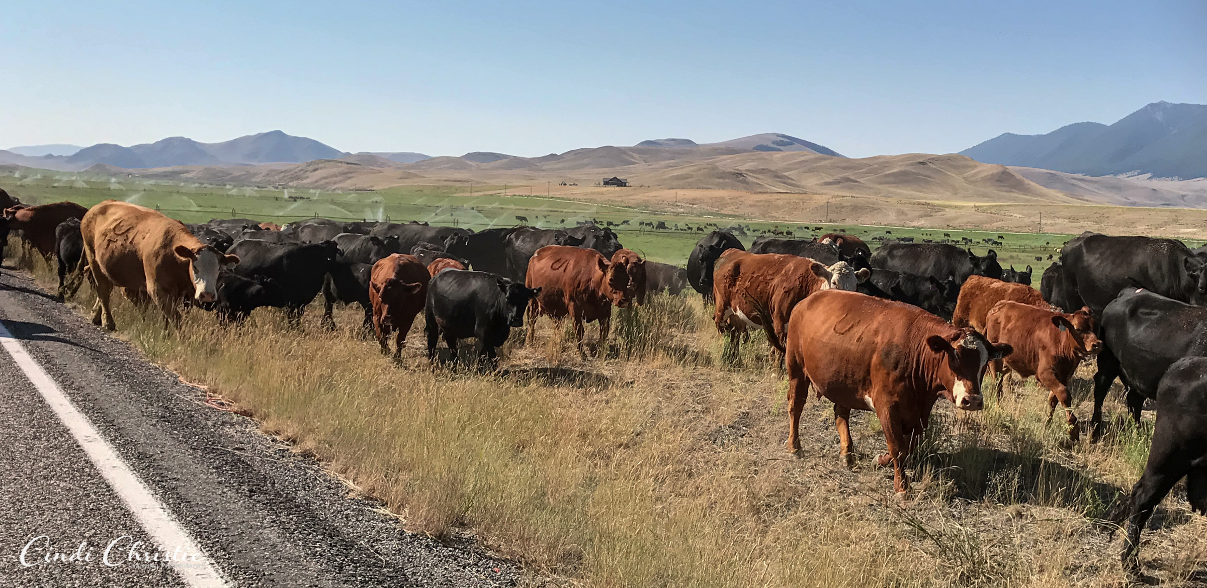 Cattle are driven northbound on Highway 93 while motorized vehicles wait on July 31, 2017, in Custer County, Idaho, south of Challis. (© 2017 Cindi Christie/Cyanpixel)