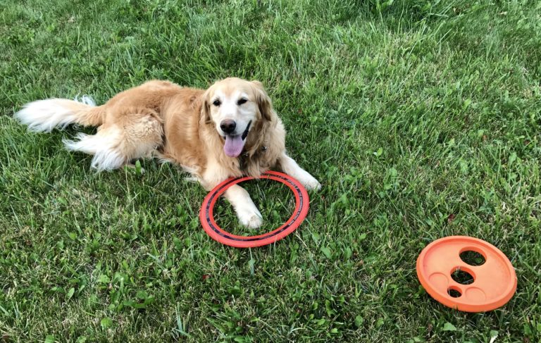 Freyja loves it in Idaho