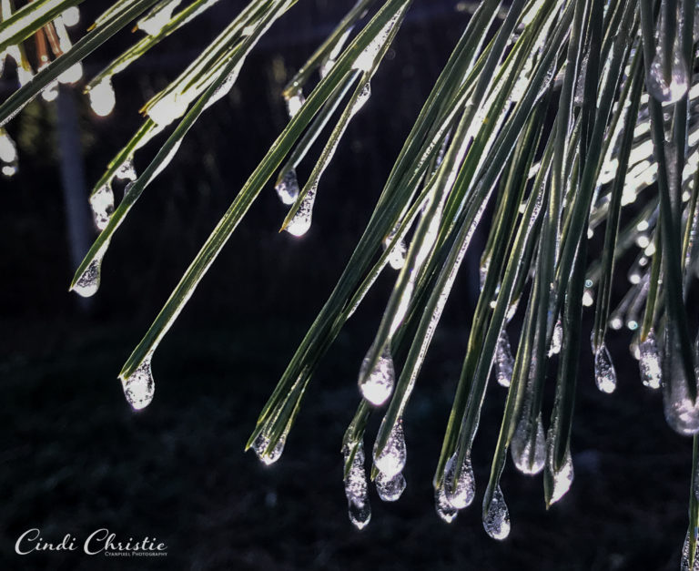 Frosty morning