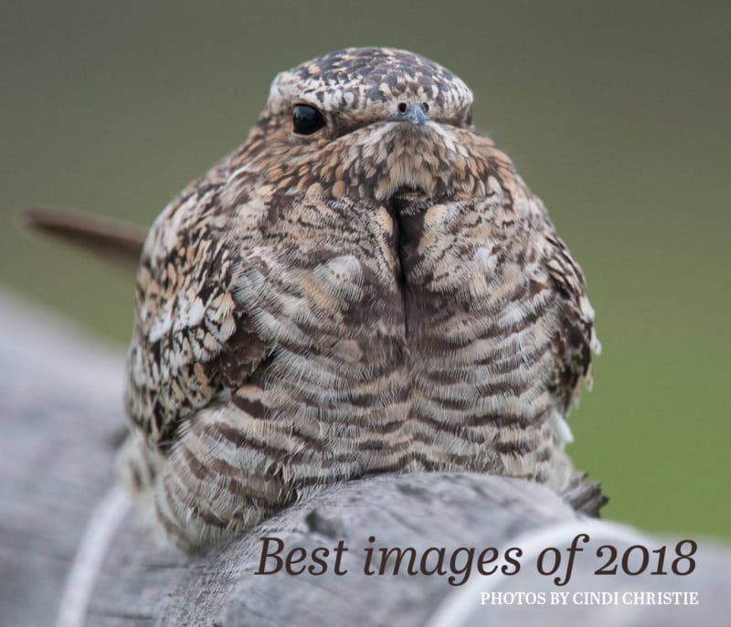 Best of 2018 photo e-book