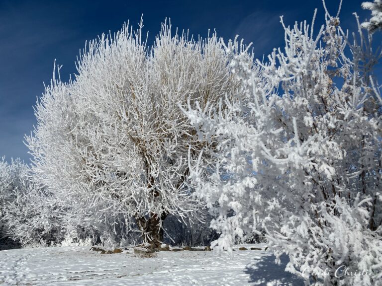 Feathery Frost: This Ice is Nice