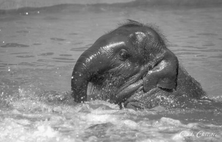 August 12 is World Elephant Day