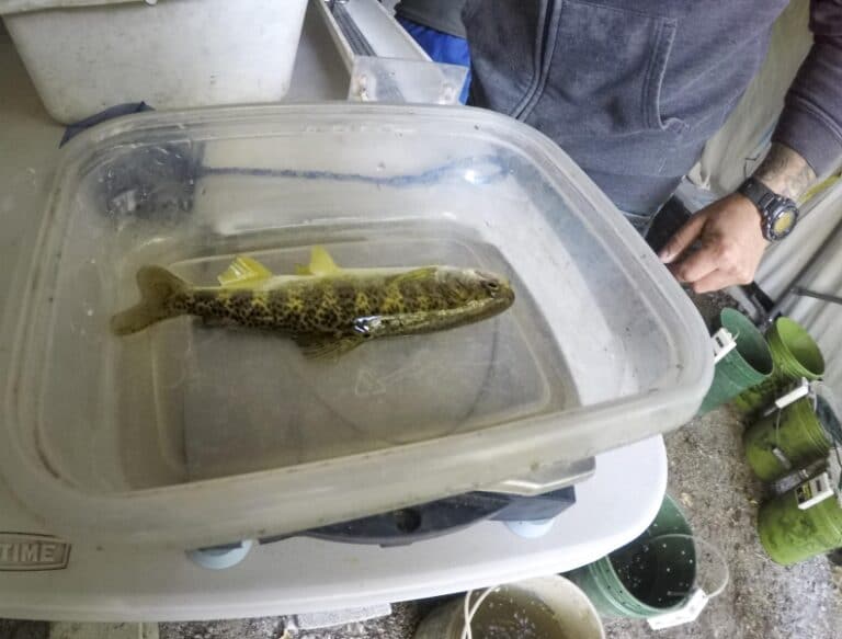 Lemhi River study aims at improving fish habitat, survival of migrating salmon and trout