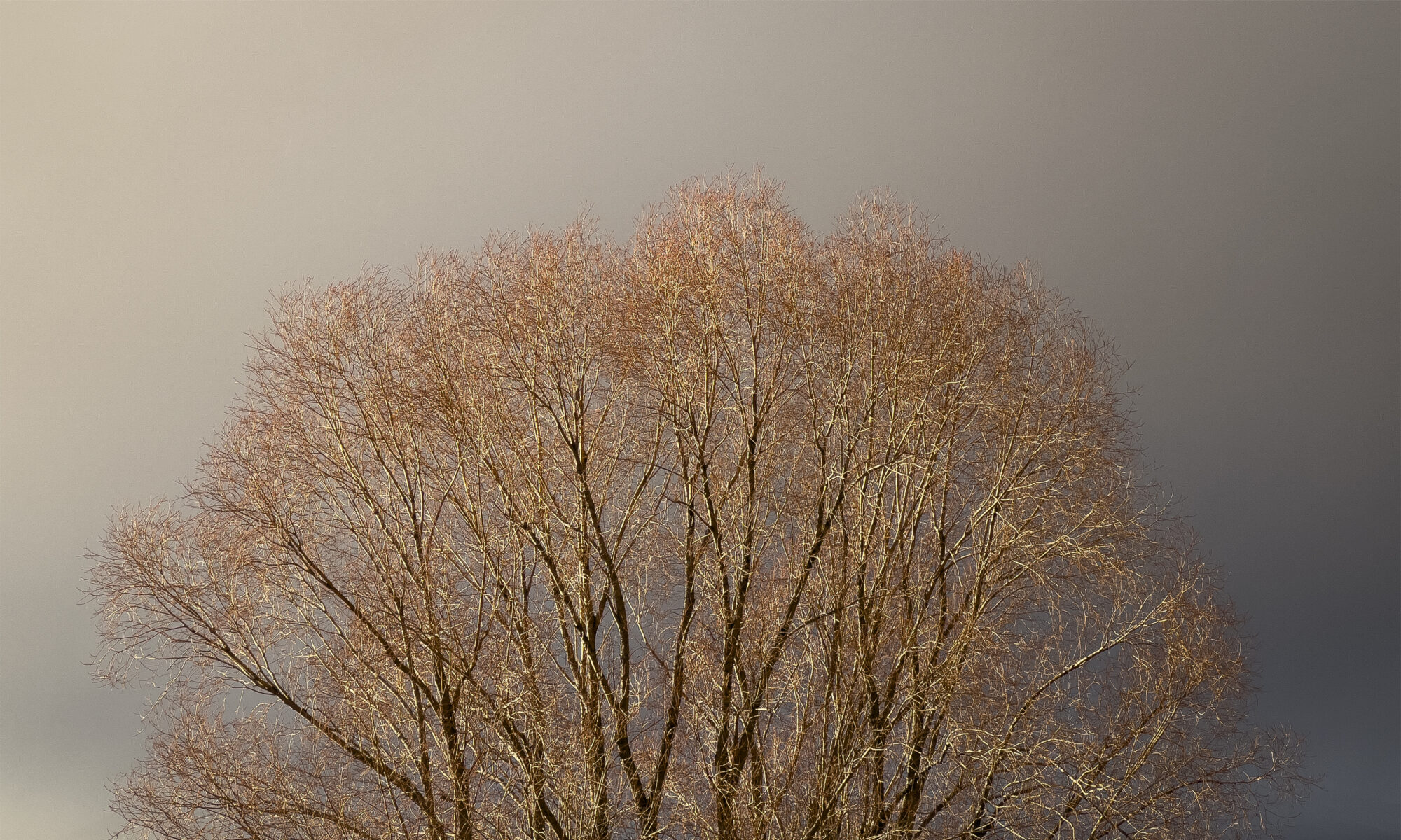 A storm approaches late in the day, making the trees seem to glow before its arrival on Friday, Nov. 19, 2021, in Salmon, Idaho.  (© 2021 Cindi Christie/Cyanpixel)