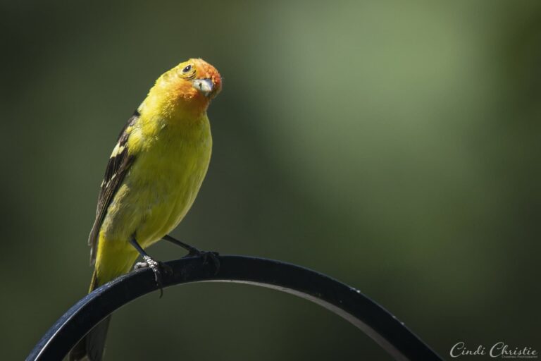 For the birds