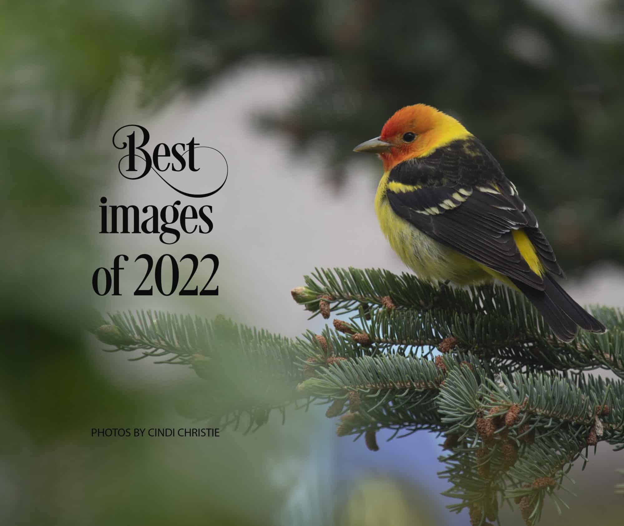 A western tanager waits for its turn at the feeder.