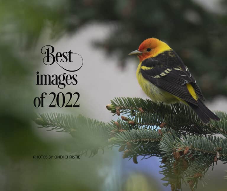Best of 2022 photo e-book