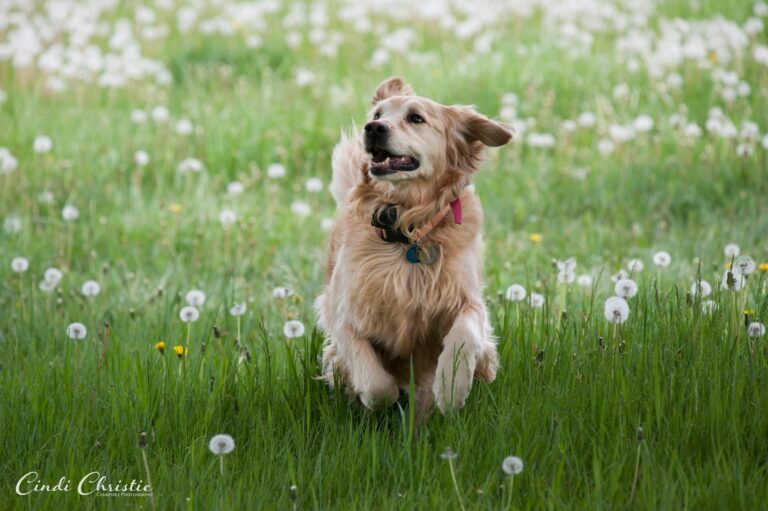Freyja: A golden life in pictures